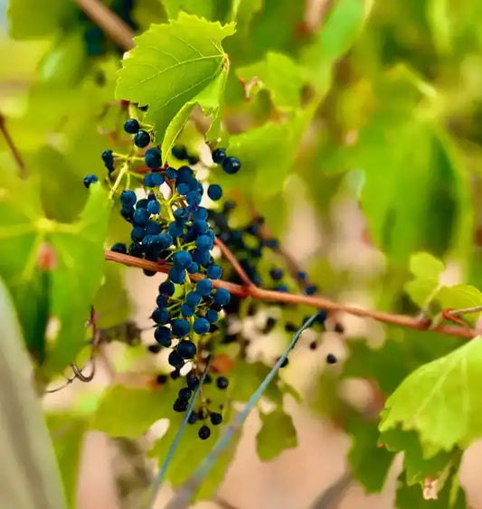 The Shocking Truth About Cheap Wine: How It’s Made vs. How Amazing Wine Should Be Made